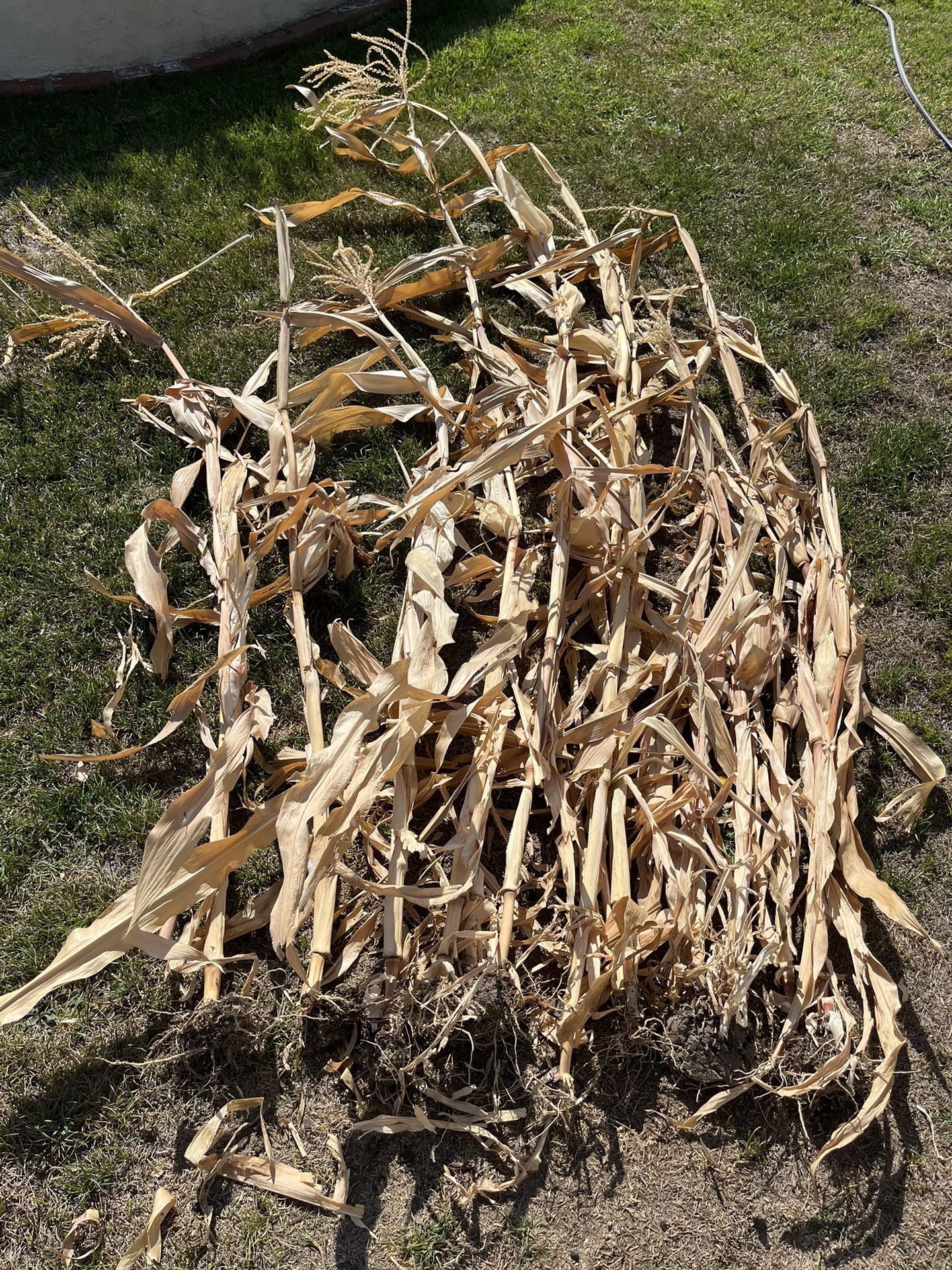 Dried Corn stalks