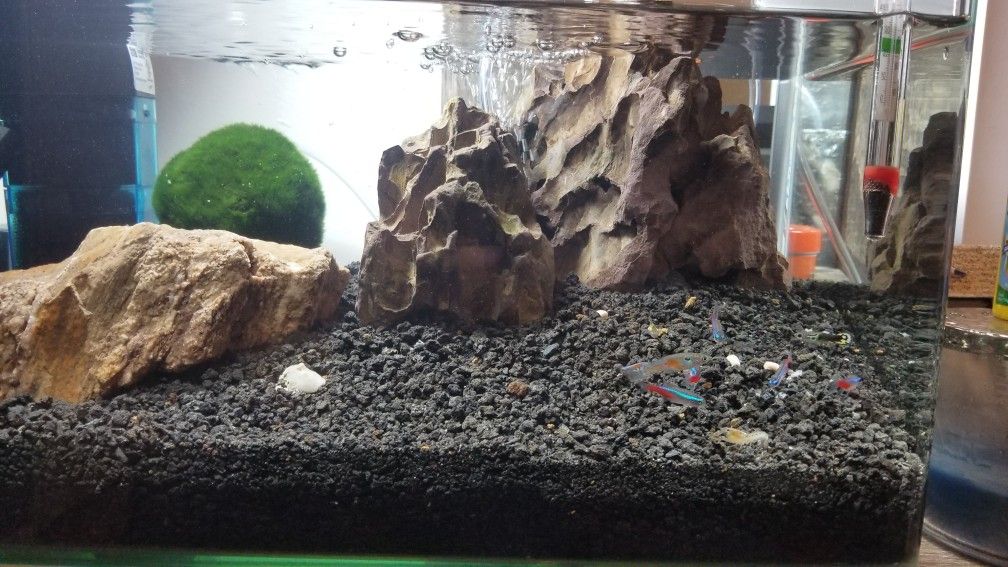 8 gal fish tank
