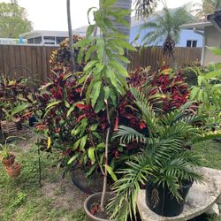 Mango tree for sale need to be planted in ground