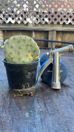 Santa Rita Cactus