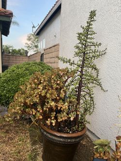 Super Huge And Heavy Planter Succulents. 