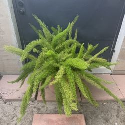 Foxtail Fern 