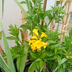 San Pedro