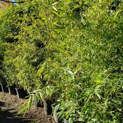 Bamboo  Tree