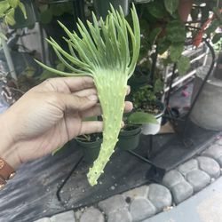 RARE Mermaid Tail Senecio Vitalis Crested Succulent for Sale in Lynwood, CA  - OfferUp