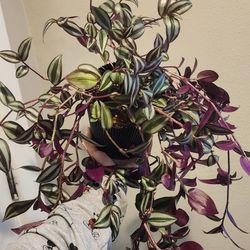 Tradescantia 