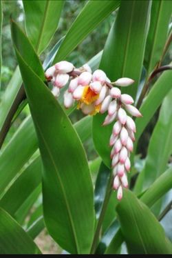 Ginger Shell Plants