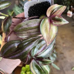 ✨Tradescantia Zebrina Quadricolor✨
