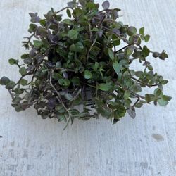 Live Plant Creeping Inchplant, aka Turtle Vine $3