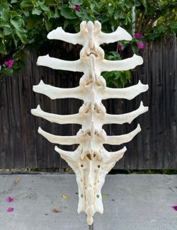 Antelope Taxidermy Spine/Vertebrae Oddity Display