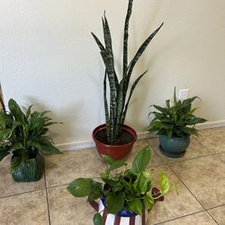 Plants For Sale 30 Each 