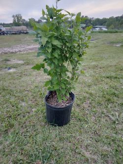 White Rose Of Sharon