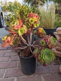 Aeonium