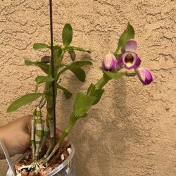 Dendrobium Orchid