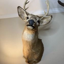 Deer Mount Taxidermy 