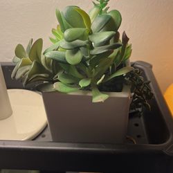 Fake Succulent Plant $7