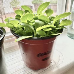 Mother Of Thousands Plants  4” Diameter - Multiple Plants 