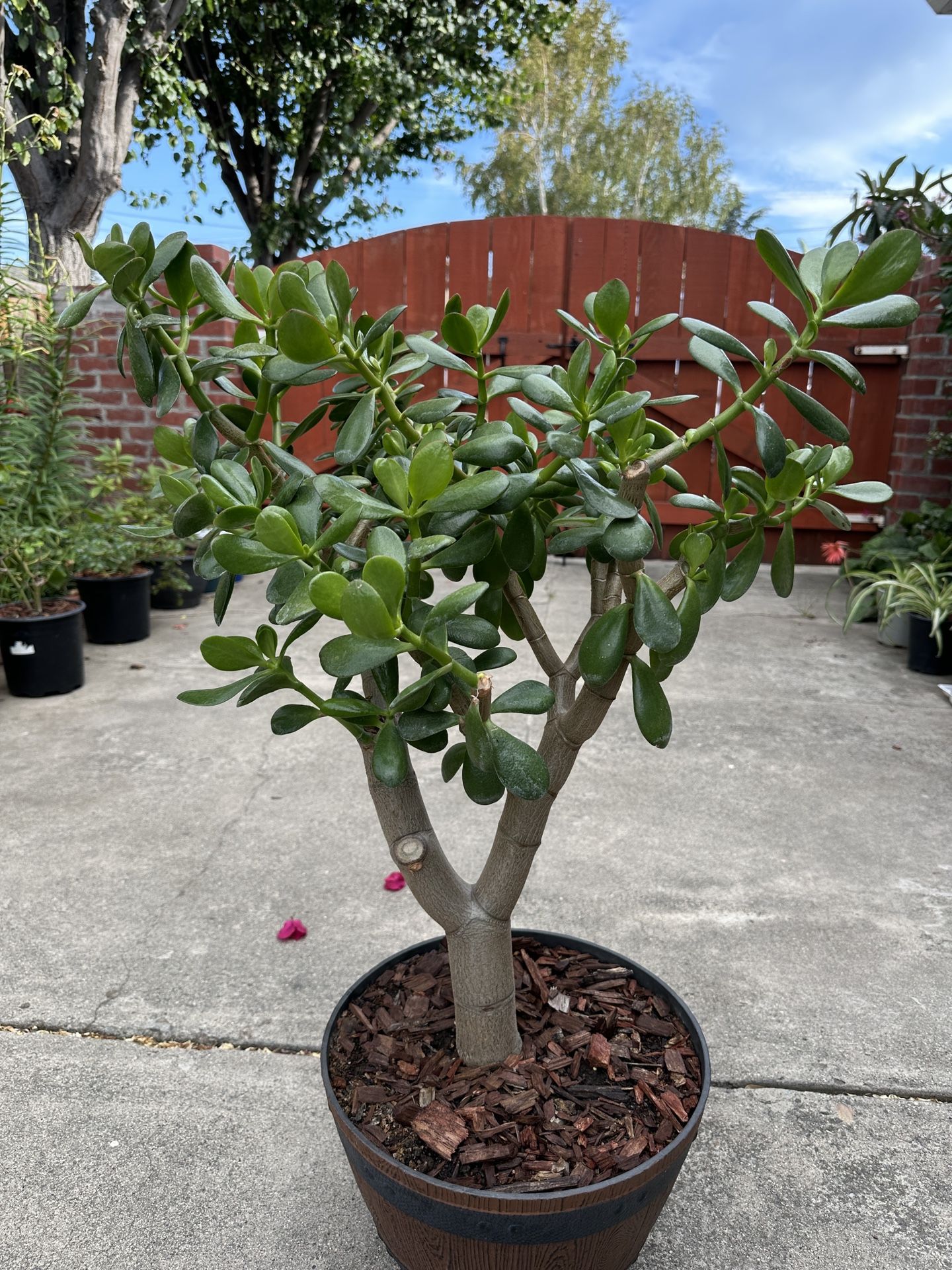 Jade Plant