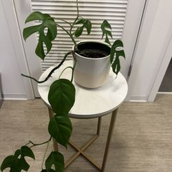 Mini Monstera (Rhaphidophora tetrasperma)