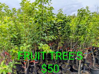 FRUIT TREE'S