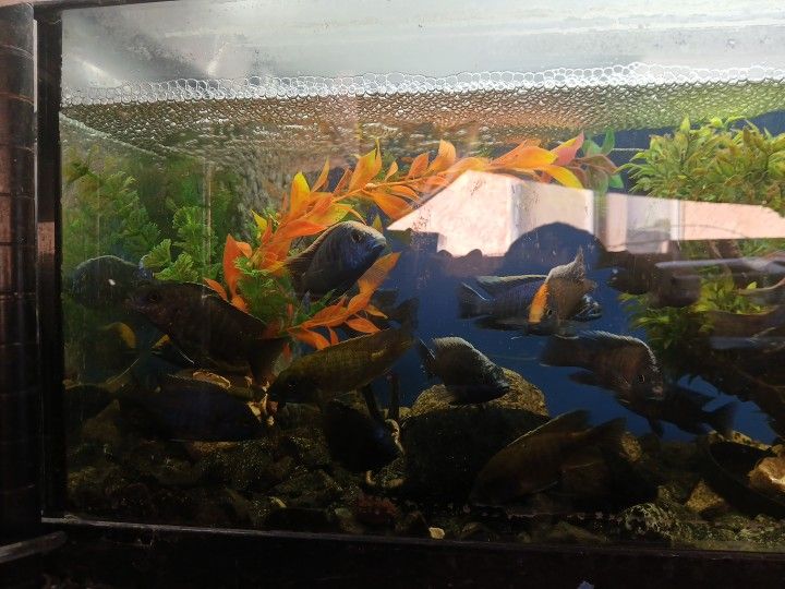Fish Tank Decorations