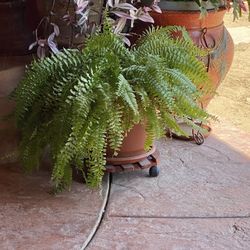 Fern
