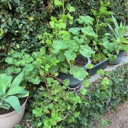 Geraniums In Pot Decorative Green Easy To Care For Drought Resistant 