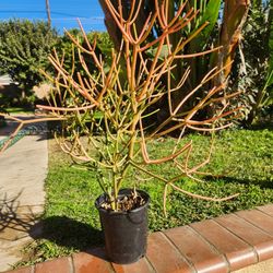 Fire Stick Suculent Cactus Plant