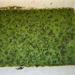 Duckweed Salvinia Mix 
