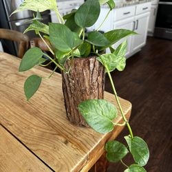 Golden Pothos