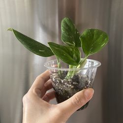 Monstera Standleyana Albo Variegated 