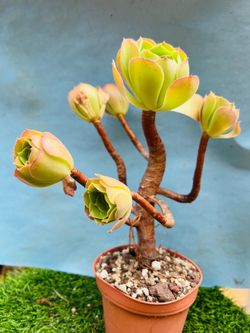Holding Aeonium bonsai old trunk, live rooted, get 2 free succulents  live roote