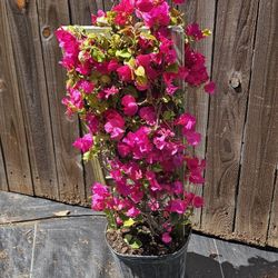 Bougainvillea  trellis Live Plants 
