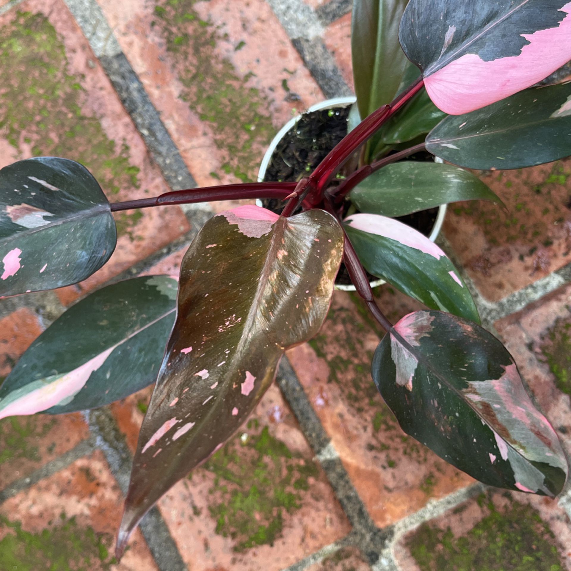 Pink Princess Philodendron Rare plant 