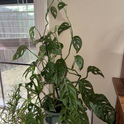 Monstera Adansonii, “Swiss Cheese Plant”