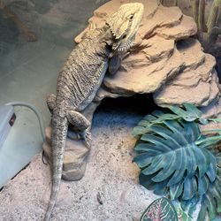 Healthy bearded dragon With Full Set Up And lights 