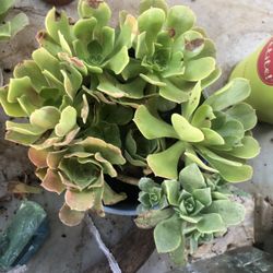 Succulents (6 Plants)