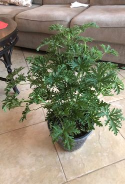 Citronella Mosquito Plant