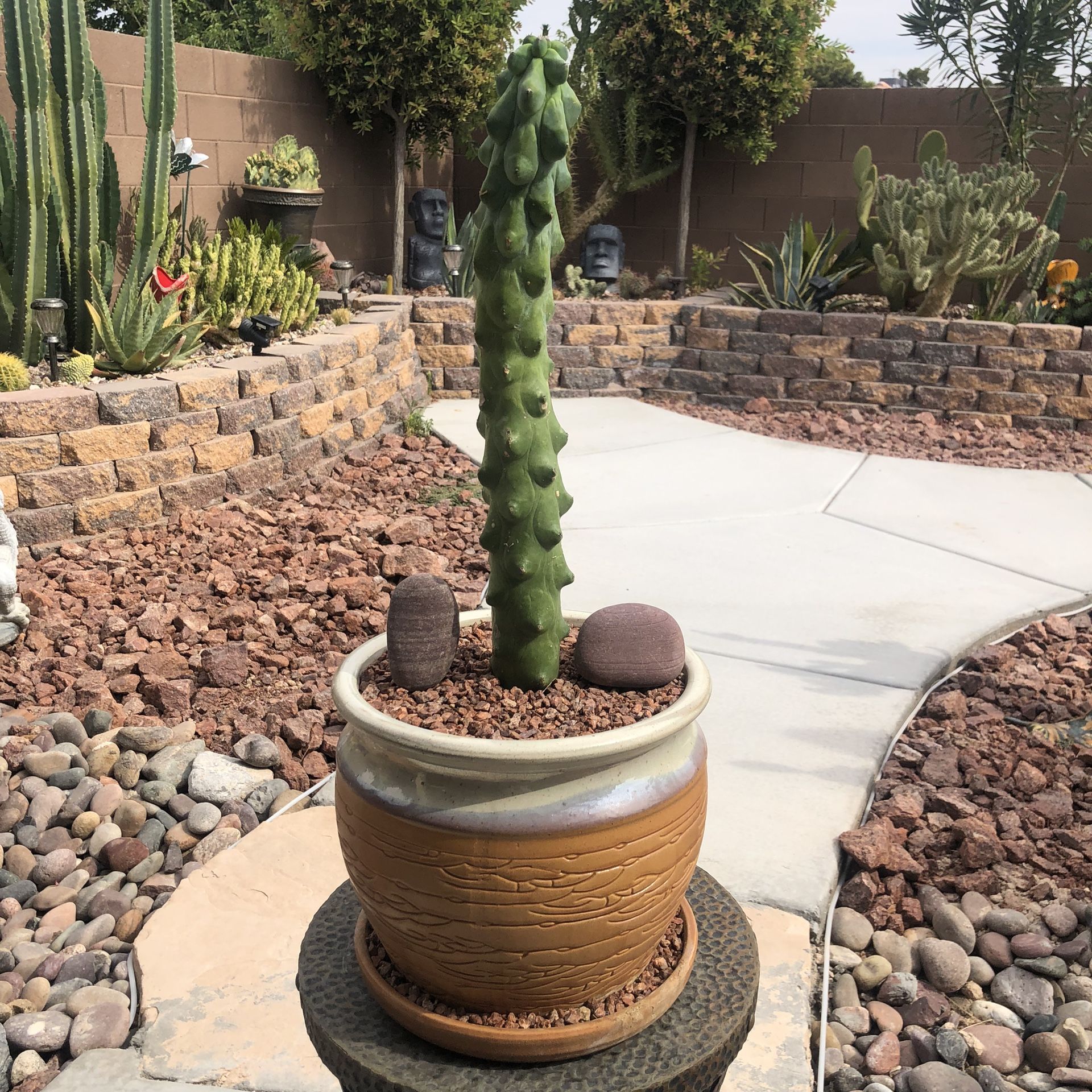 🌵 Giant “Boobie Cactus” Rare Cactus 🌵 