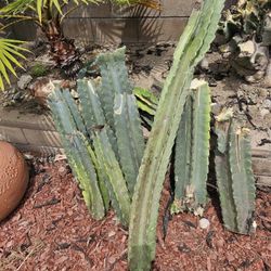 Peruvian Apple Cactus.