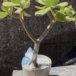 Jade Tree