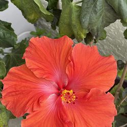 Red Single Layer Hibiscus Plant With Planter 15$