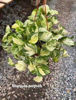Manjula pothos