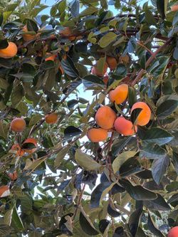 Persimmons