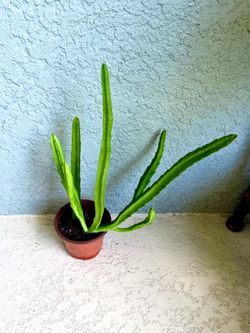 Stapelia Leendertziae plant