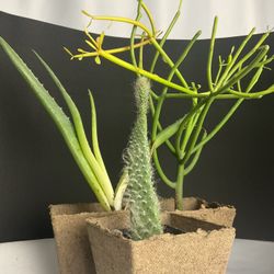 Plants Tools 35ave/glendale 