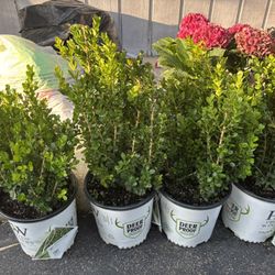 BOXWOOD PLANTS 
