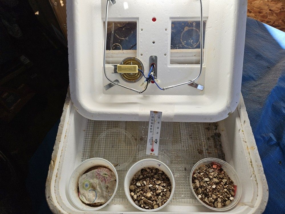 Egg Incubator
