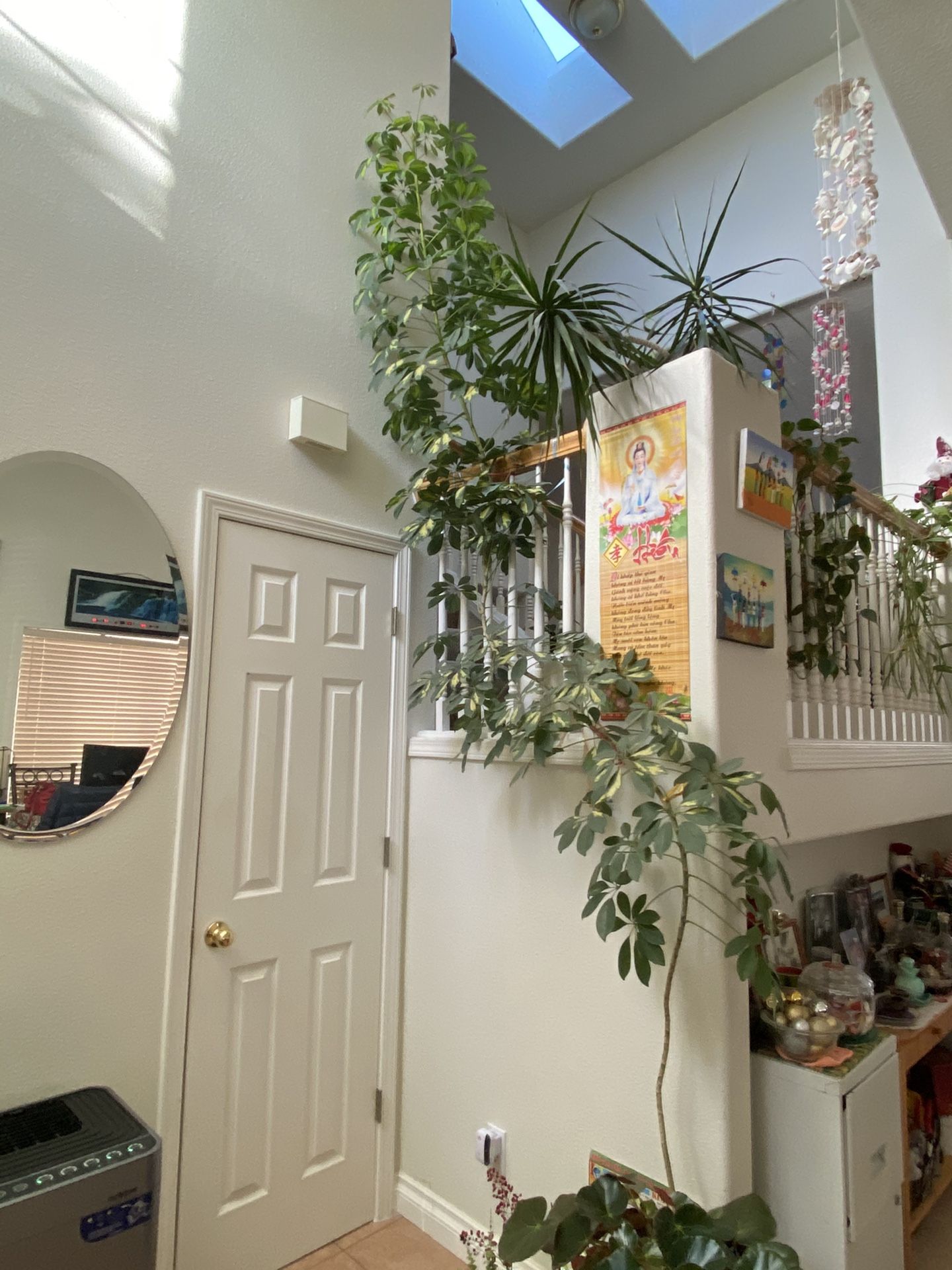 Plants
