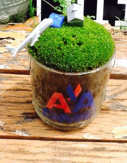 Teacup Fairy Garden... Live Moss And Plants